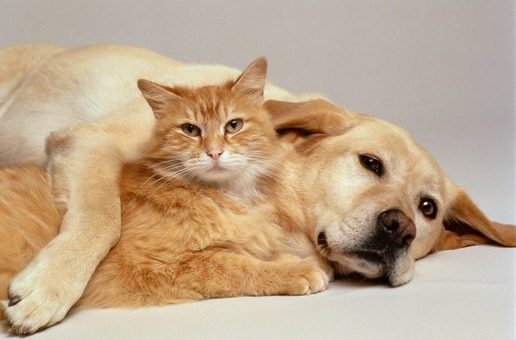 CAT AND DOG TOGETHER